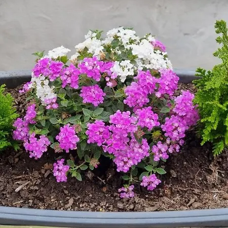 住宿加早餐酒店 Bitervo