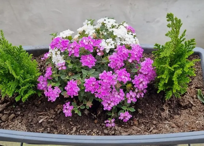 住宿加早餐酒店 Bitervo